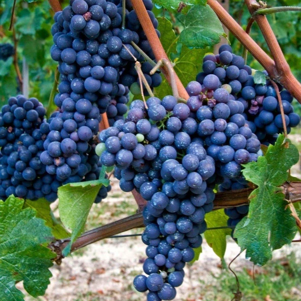 Tüplü Merlot Black Üzüm (Asma-Bağ) Fidanı ürün görseli 1