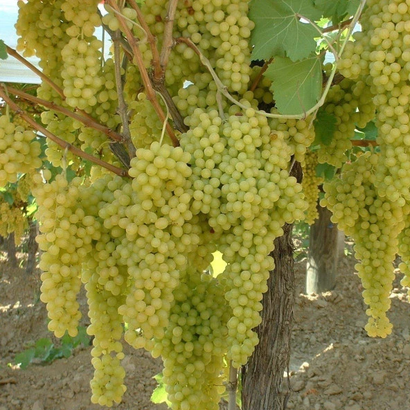 Yellow Razaki Tüplü Üzüm Fidanı ürün görseli 1
