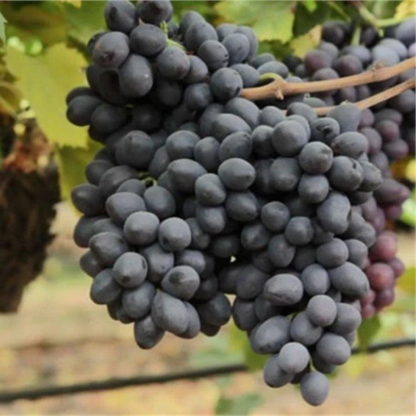Nadir Çeşit Tüplü Grenache Üzüm Fidanı ürün görseli 1