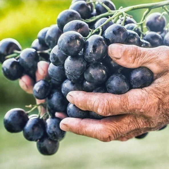 Nadir Bulunan Tüplü Denizli Çal Karası Şaraplık Üzüm Fidanı ürün görseli 1