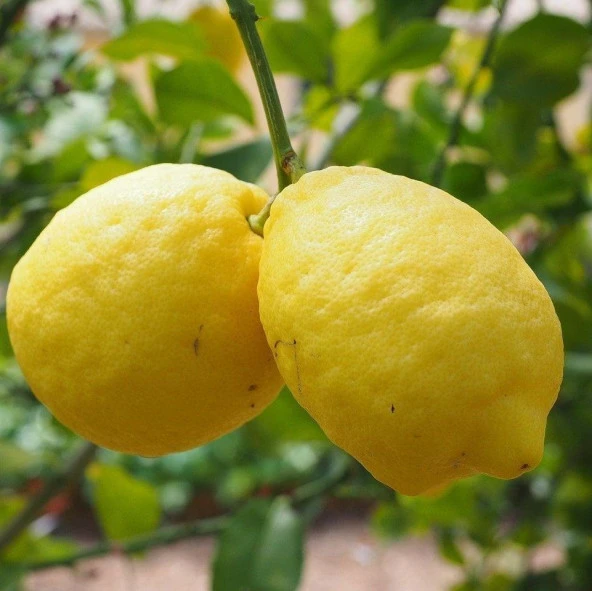 Nadir Kütdiken Tüplü Limon Fidanı ürün görseli 1