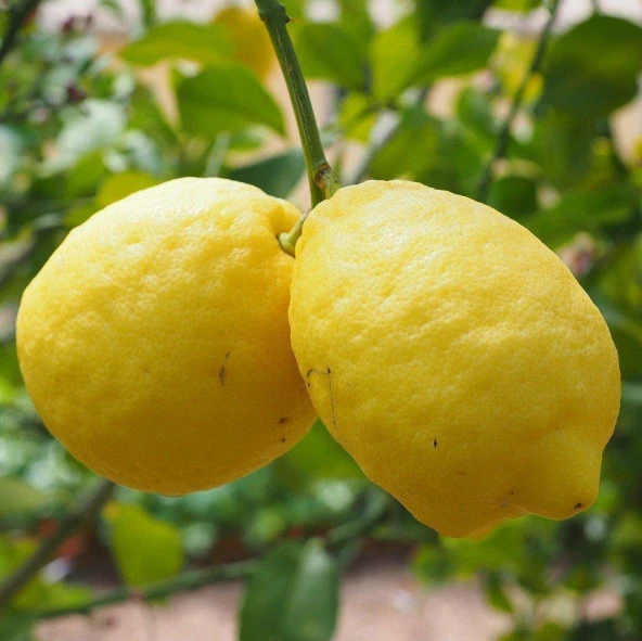 Nadir Bulunan Yarı Bodur Kütdiken Tüplü Limon Fidanı ürün görseli 1