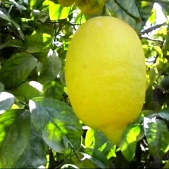 Tüplü Enter Limon Fidanı ürün görseli 1