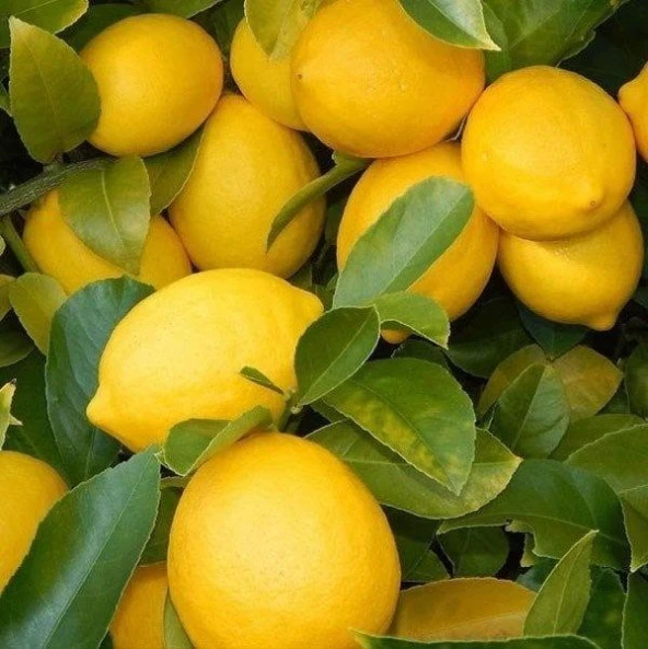Tüplü Yediveren İri Meyveli Euroka Limon Fidanı ürün görseli 1