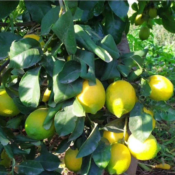 Nadir Bulunan İri Meyveli Uzun Zagara Bianca Tüplü Limon Fidanı ürün görseli 1