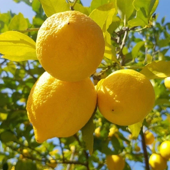 Tüplü Yediveren Limon Fidanı ürün görseli 1