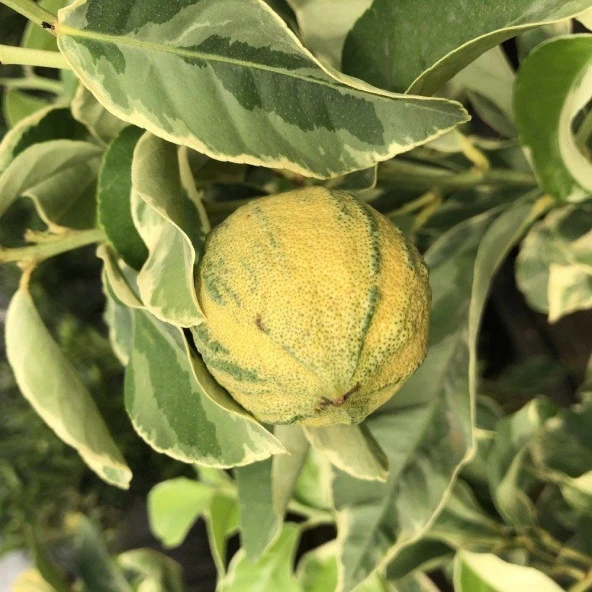 Ender Bulunan Tüplü Beyaz Yapraklı Özel Süs Limonu Fidanı ürün görseli 1