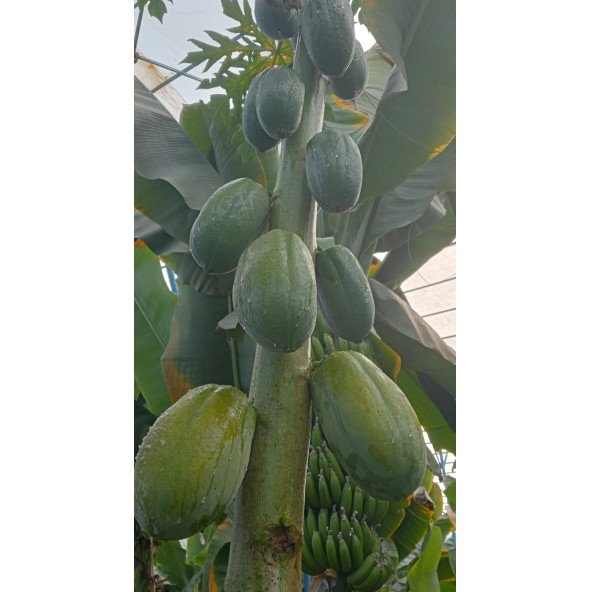 Papaya 2 adet (Ağaç kavunu) - Resim 2