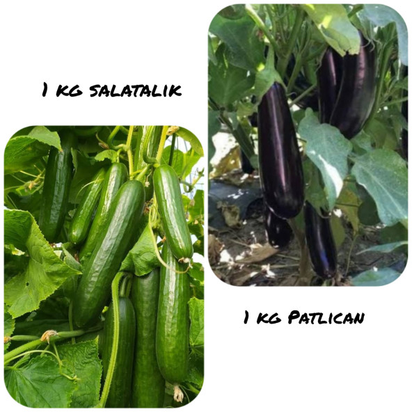 PATLICAN 1 KG SALATALIK 1 KG ürün görseli 1