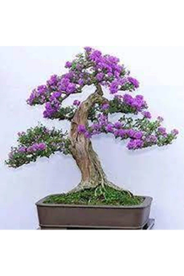5 Adet Tohum Bodur Jakaranda Bonsai Ağacı Tohumu Sürpriz Hediye Bonsai Ağacı Tohumludur ürün görseli 1