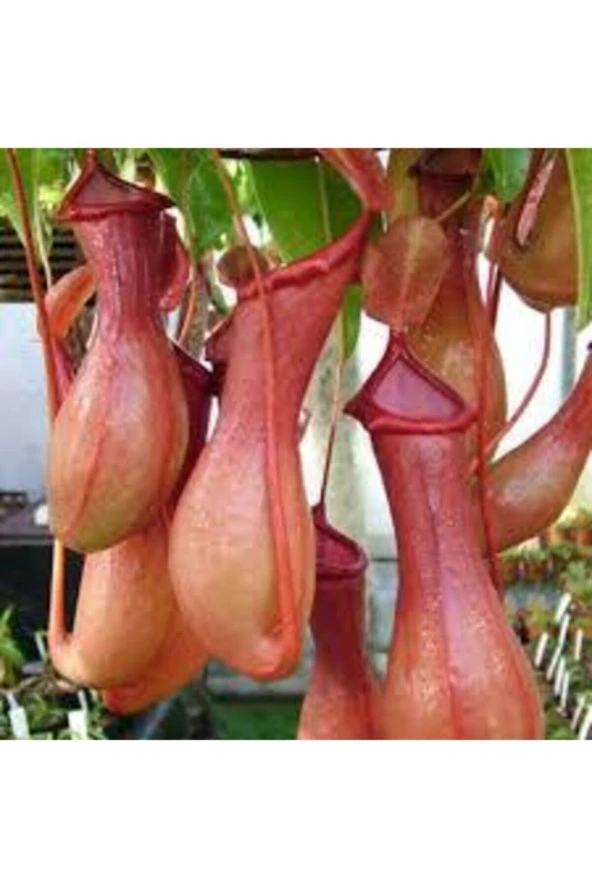 5 Adet Tohum Nepenthes Sinek Kapan Etobur Etçil Bitki Çiçeği Süpriz Hediye Bonzai Ağacı Tohumu ürün görseli 1
