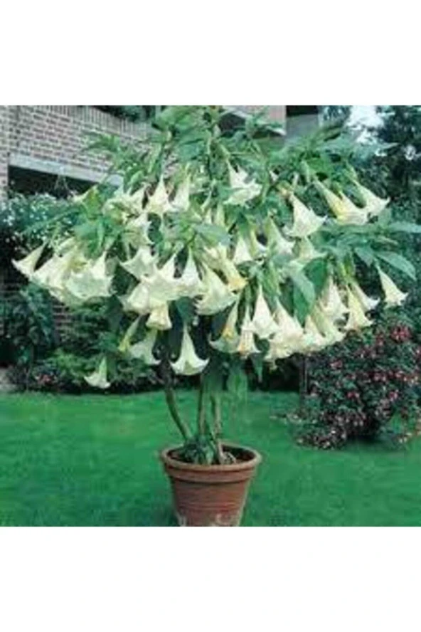 5 Adet Tohum Angel Trumpet Çiçeği Tohum Melek Borazanı Çiçeği Tohum Tohum Saksı Toprak Hediyeli ürün görseli 1