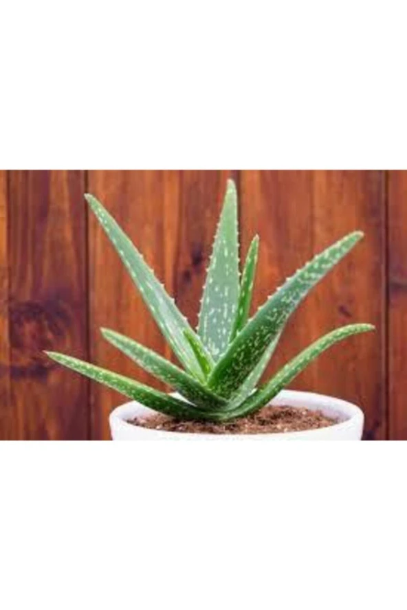 Nadir Bulunan Saksılık Aloevera Çiçeği 5 Adet Tohum ürün görseli 1