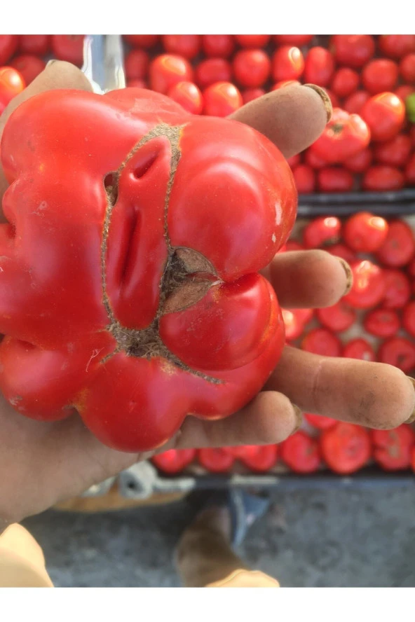 Yerli Köy Domatesi Tohumu ürün görseli 1