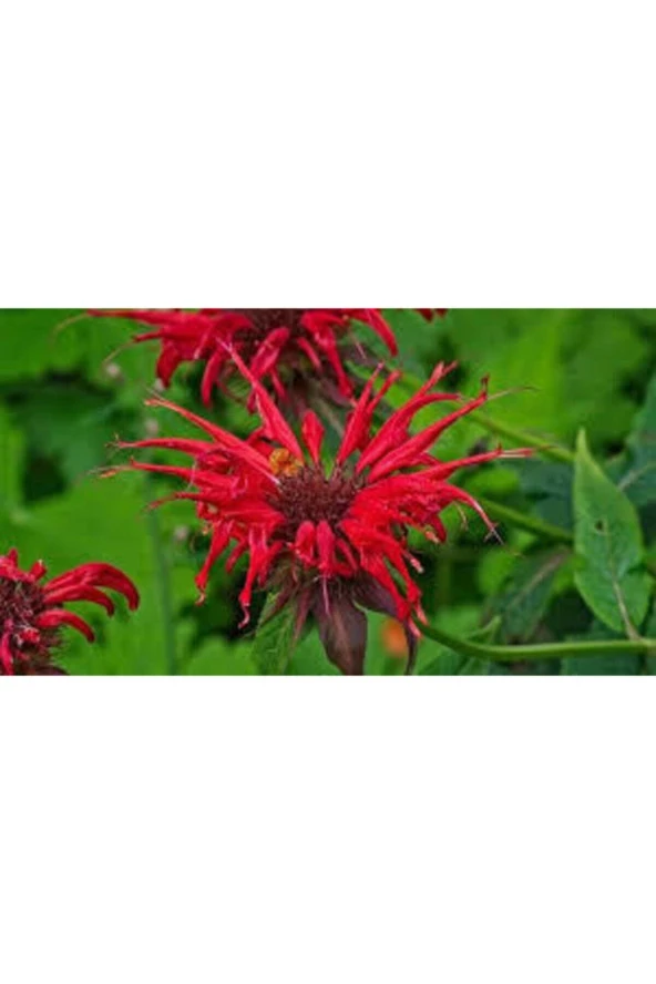 5 Adet Tohum Nadir Bulunan Kırmızı Bergamot Çiçeği Tohumu Saksı ürün görseli 1