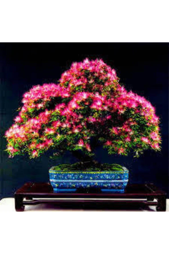 Gülübirişim Bonsai Ağaç Tohumu Muhteşem Çiçeği ve Kokusu 5 Adet ürün görseli 1