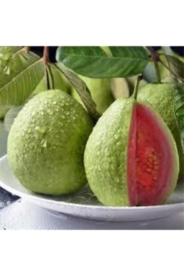 5 Adet Tohum Tropikal Nadir Asya Psidon Guava Meyve Tohumu Guava Meyvesi Tohumu Sürpriz Hediye Tohum ürün görseli 1