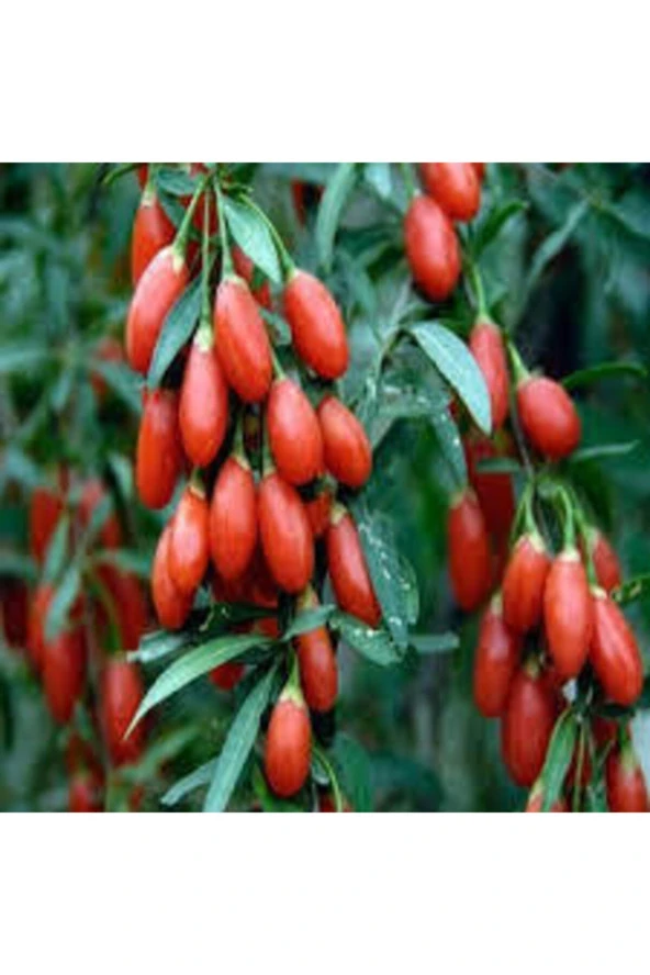 V15 Adet Tohum Goji Berry Tohumu Kurt Üzümü Tohumu Goji Berry Saksı Toprak Sürpriz Heidyeli ürün görseli 1