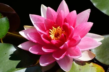 2 Adet Tohum Nadir Bulunan Pembe Lotus Çiçeği Tohumu Lotus Su Çiçeği Tohumu Nilüfer Çiçeği Tohumu ürün görseli 1