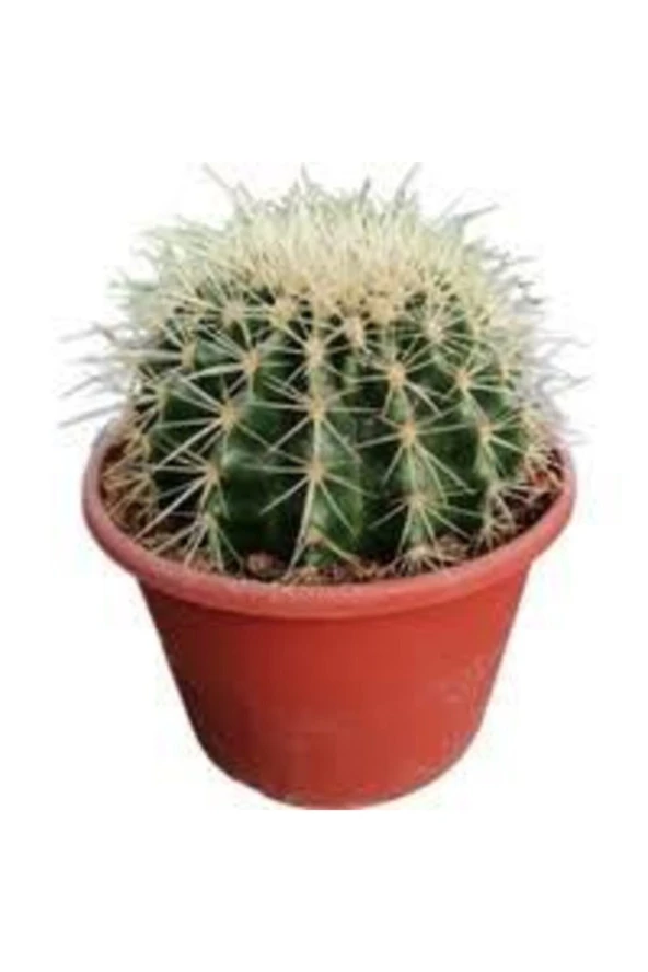 10 Adet Tohum Kaktüs Çiçeği Tohumu Dikenli Kaktüs Tohumu Skulennt Çiçeği ürün görseli 1