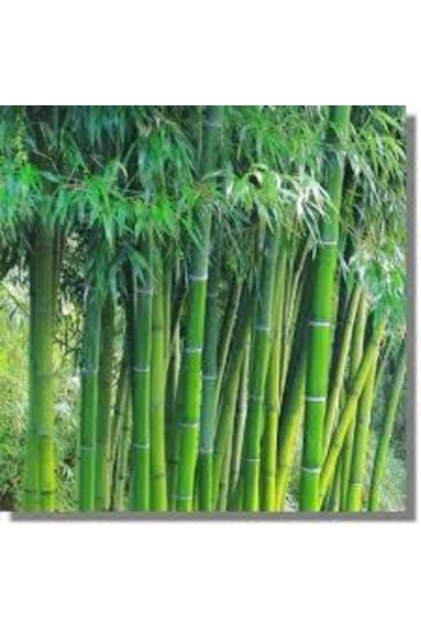 Yeşil Bambu Ağaç Tohumu Orjinal Moso Bambu Tohumu Sürpriz Hediye Sebze Tohumu 10 Adet ürün görseli 1