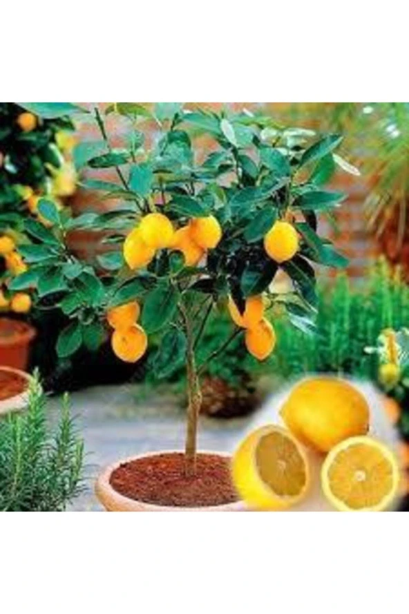10 Adet Tohum Bodur Bonsai Limon Ağacı Tohumu Italyan Limon Seti Saksı Toprak Sürpriz Hediyeli ürün görseli 1