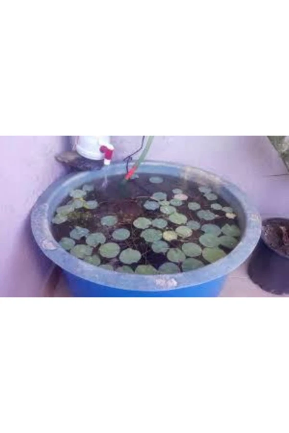 10 Adet Tohum Nadir Bulunan Mavi Lotus Çiçeği Tohumu Lotus Su Çiçeği Tohumu Nilüfer Çiçeği Tohumu ürün görseli 1