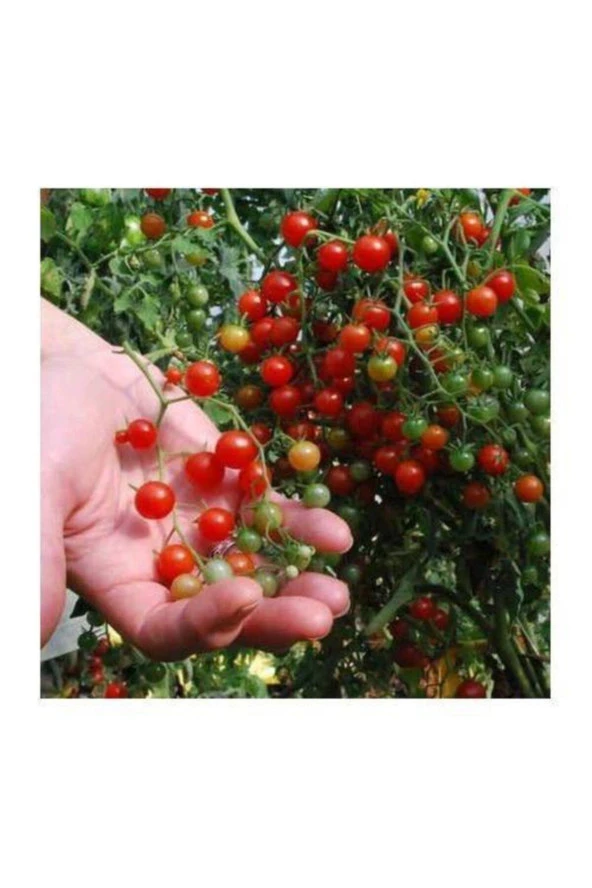 10 Adet Cherry Minik Bezelye Domates Tohumu ürün görseli 1