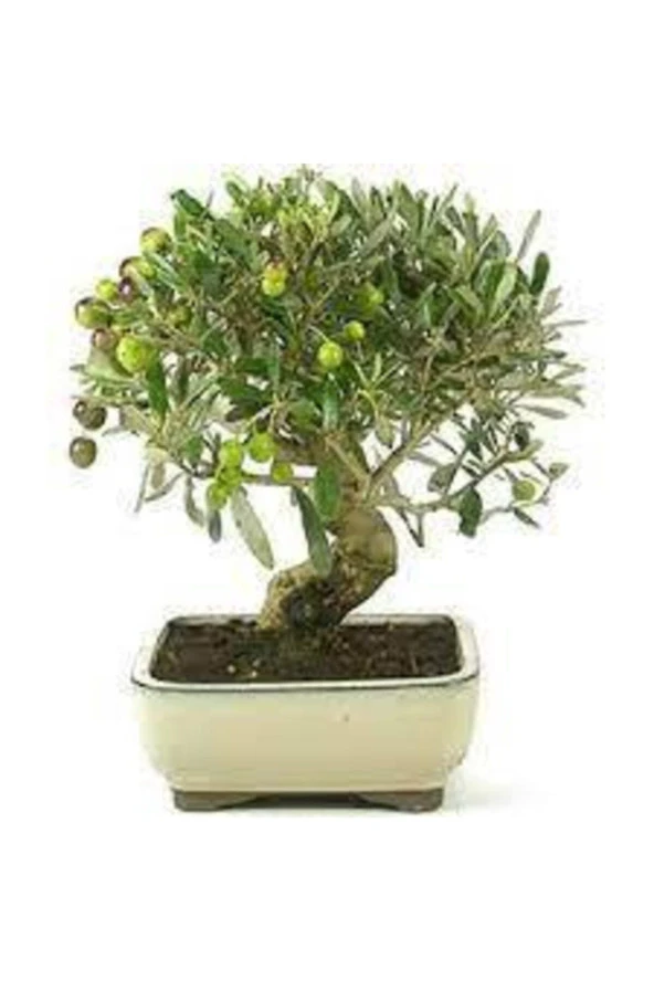 3 Adet Bonsai Zeytin Ağacı Tohumu ürün görseli 1