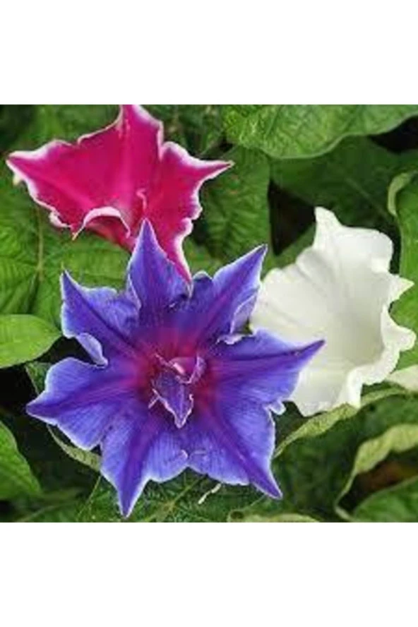 Ipomea Purpurea Çiçeği Tohumu 15 Adet ürün görseli 1