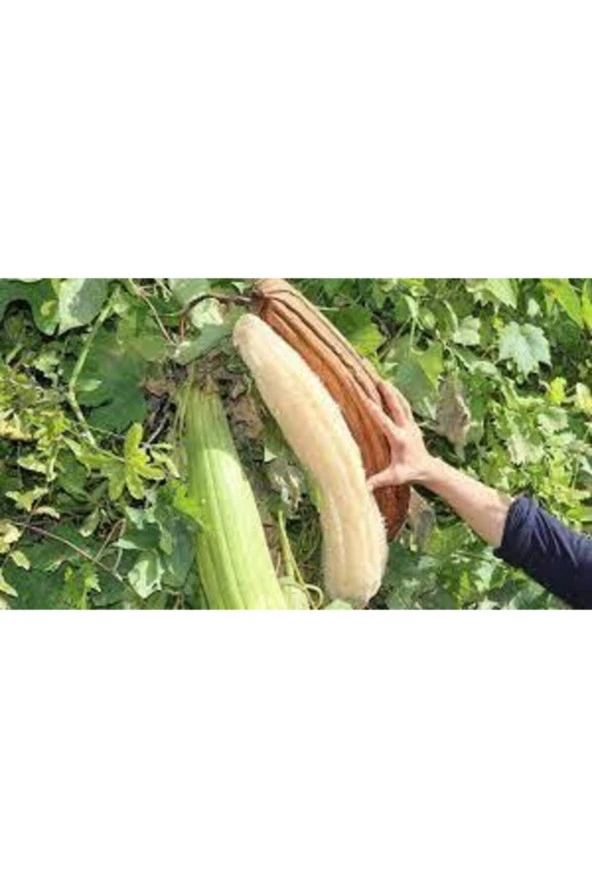 100 Adet Eko Paket Lif Kabak Tohumu ürün görseli 1