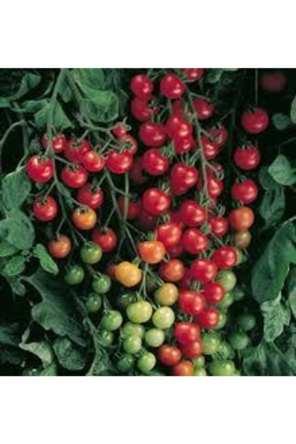 10 Adet Cherry Minik Bezelye Domates Tohumu - Resim 2