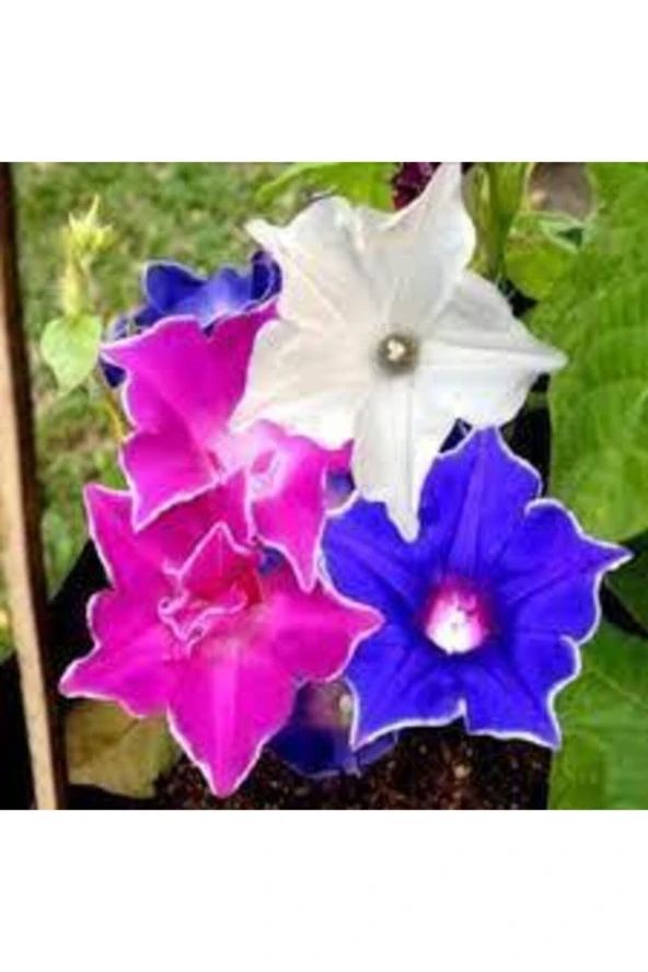 Ipomea Purpurea Çiçeği Tohumu 15 Adet - Resim 2