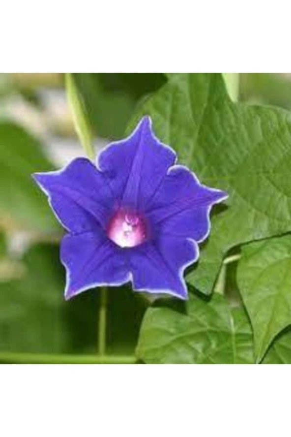Ipomea Purpurea Çiçeği Tohumu 15 Adet - Resim 3
