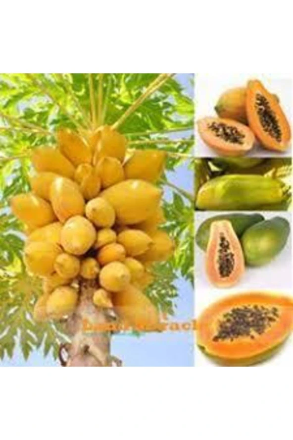 Papaya Ağacı Tohumu 15 Adet ürün görseli 1