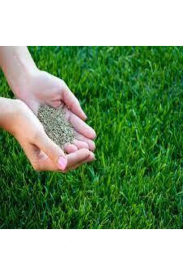 Çim Tohumu Ithal 3lü Karışım Özel Çim Tohumu 1kg ürün görseli 1