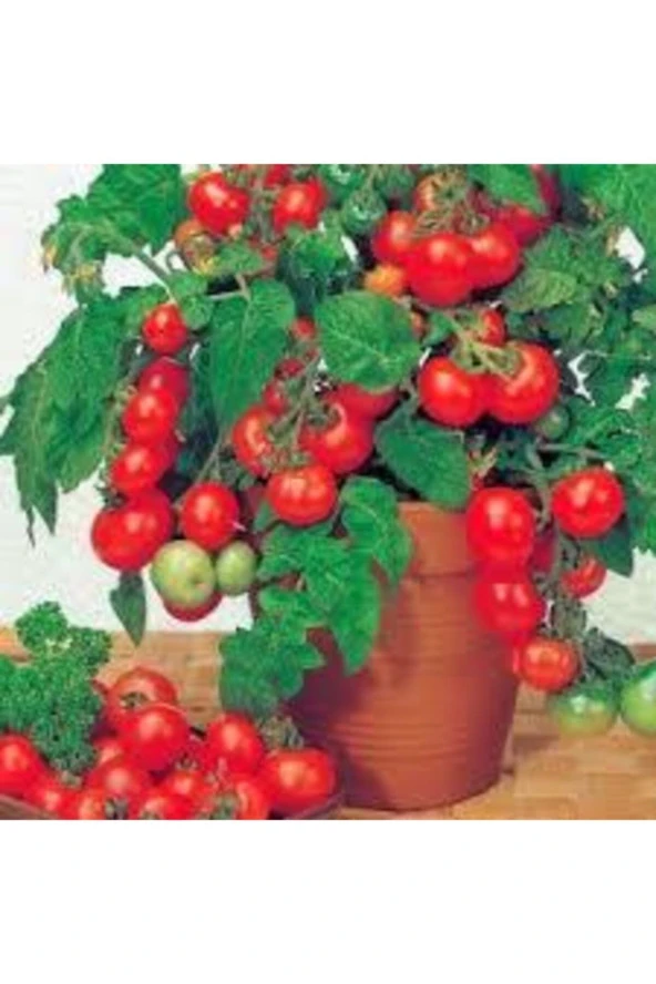 20 Adet Çeri Domates Tohumu - Resim 4