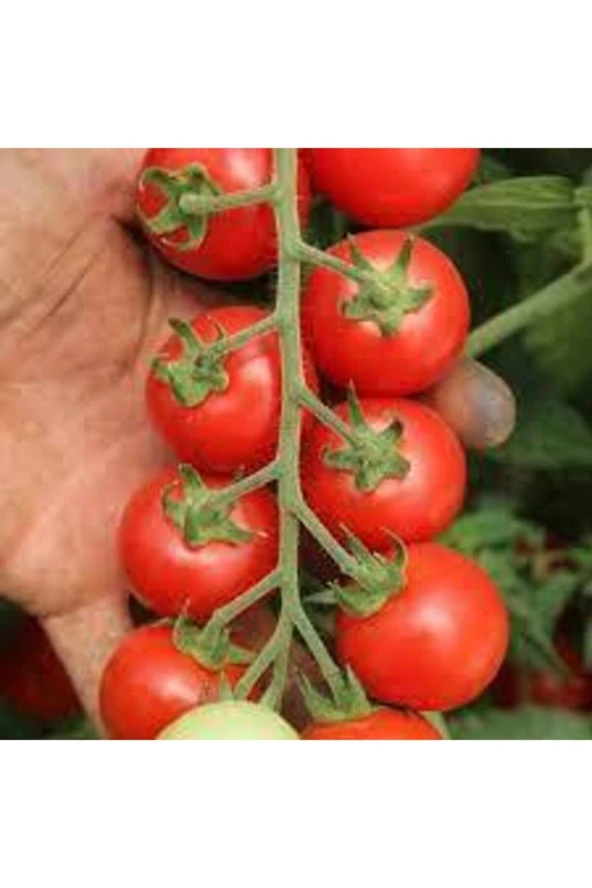 Domates Tohumu 50 Adet - Resim 2