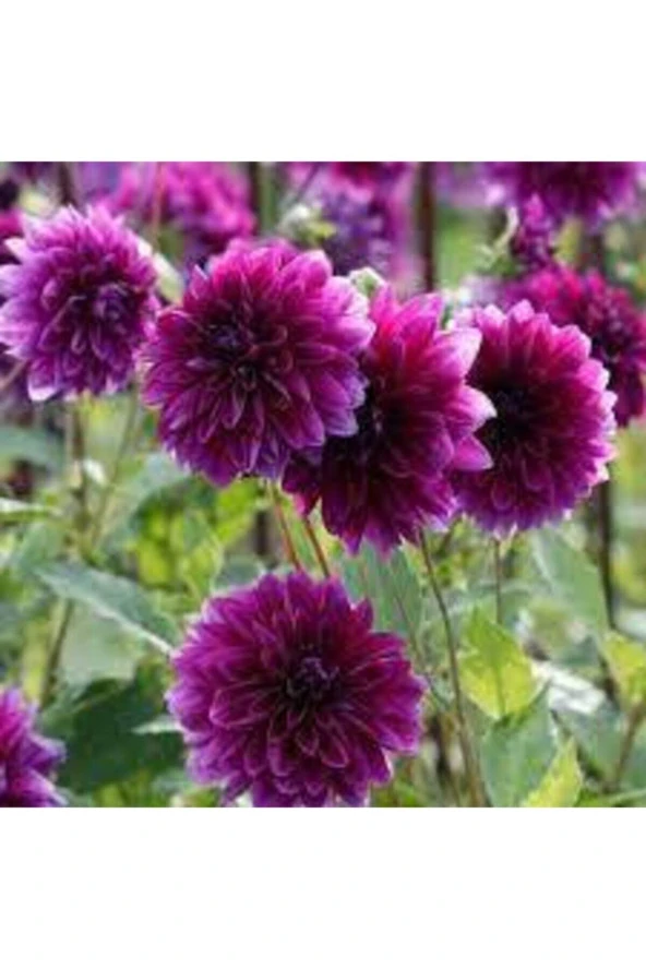 10 Adet Yıldız Çiçeği Tohumu Karışık Dahlia Yıldız Çiçek Tohumu Saksı Toprak Sürpriz Hediye Tohumlu ürün görseli 1