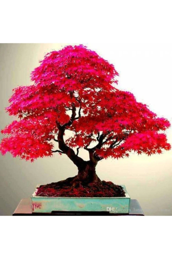 5 Adet Tohum Bodur Bonsai Japon Red Maple Ağacı Bonzai Tohumu Süpriz Hediye Bonsai Ağacı Tohumu ürün görseli 1