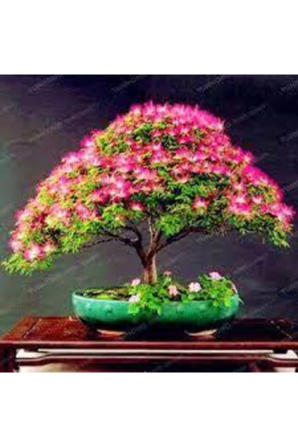 5 Adet Tohum Gülübirişim Bonsai Ağaç Tohumu Muhteşem Çiçeği Ve Kokusu Ile Özel Ağaç Sürpriz Hediye ürün görseli 1