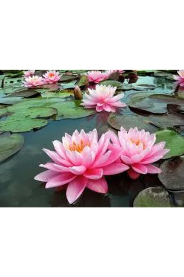 1 Adet Tohum Nadir Bulunan Pembe Lotus Çiçeği Tohumu Lotus Su Çiçeği Tohumu Nilüfer Çiçeği Tohumu ürün görseli 1