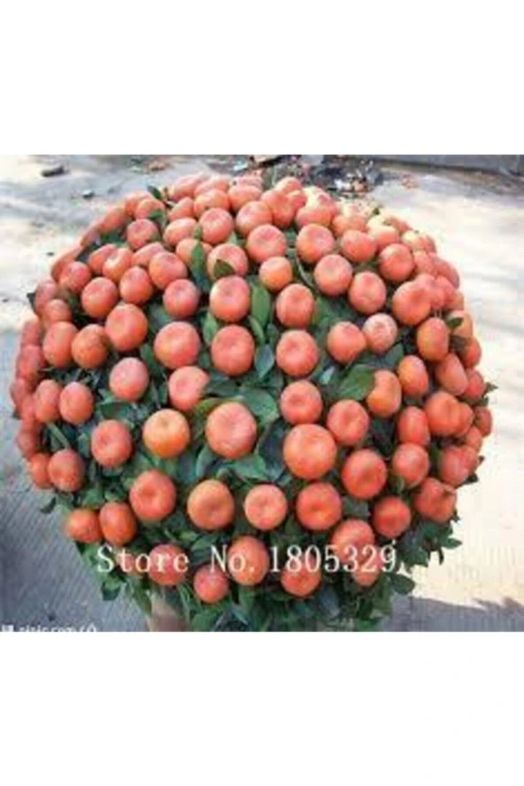 5 Adet Tohum Bodur Bonsai Mandalina Ağacı Toprak Saksı Sürpriz Heidye Bonsai Ağacı Tohumu ürün görseli 1