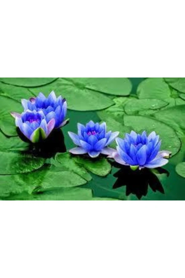 2 Adet Tohum Nadir Bulunan Mavi Lotus Çiçeği Tohumu Lotus Su Çiçeği Tohumu Nilüfer Çiçeği Tohumu ürün görseli 1