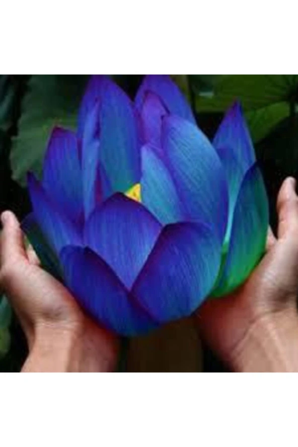 10 Adet Tohum Nadir Bulunan Mavi Lotus Çiçeği Tohumu Lotus Su Çiçeği Tohumu Nilüfer Çiçeği Tohumu ürün görseli 1