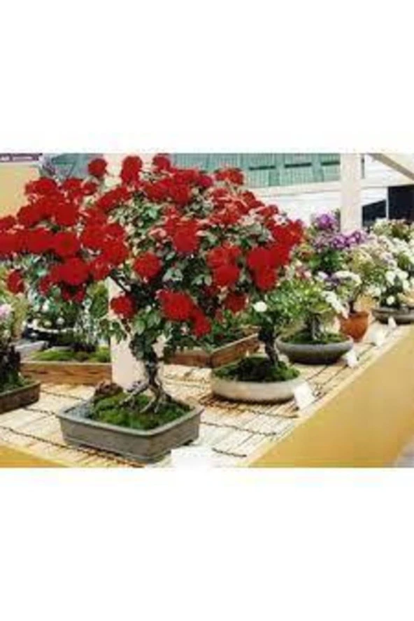 5 Adet Tohum Bonsai Kırmızı Gül Ağacı Bonzai Tohumu Süpriz Hediye Bonsai Ağacı Tohumu ürün görseli 1