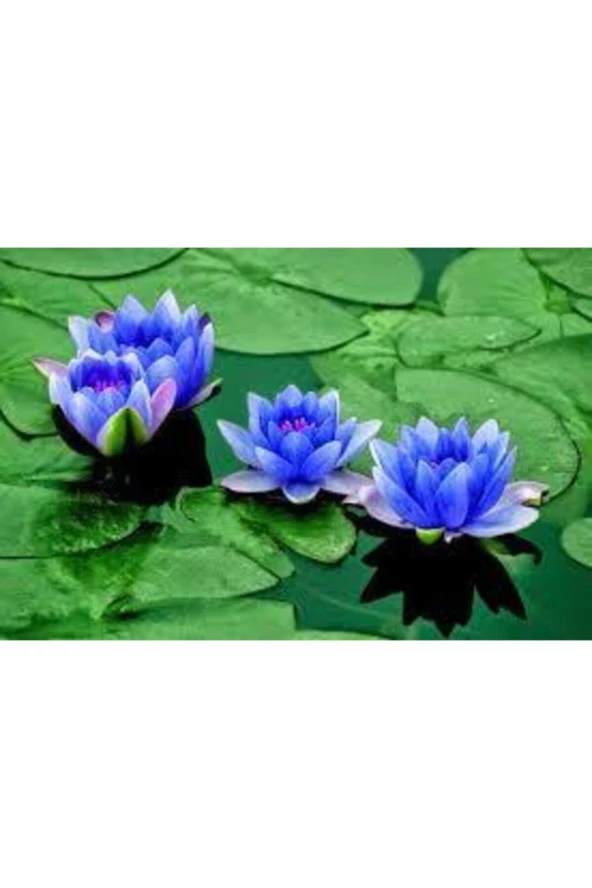 1 Adet Tohum Nadir Bulunan Mavi Lotus Çiçeği Tohumu Lotus Su Çiçeği Tohumu Nilüfer Çiçeği Tohumu ürün görseli 1