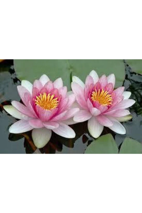 5 Adet Tohum Nadir Bulunan Pembe Lotus Çiçeği Tohumu Lotus Su Çiçeği Tohumu Nilüfer Çiçeği Tohumu ürün görseli 1