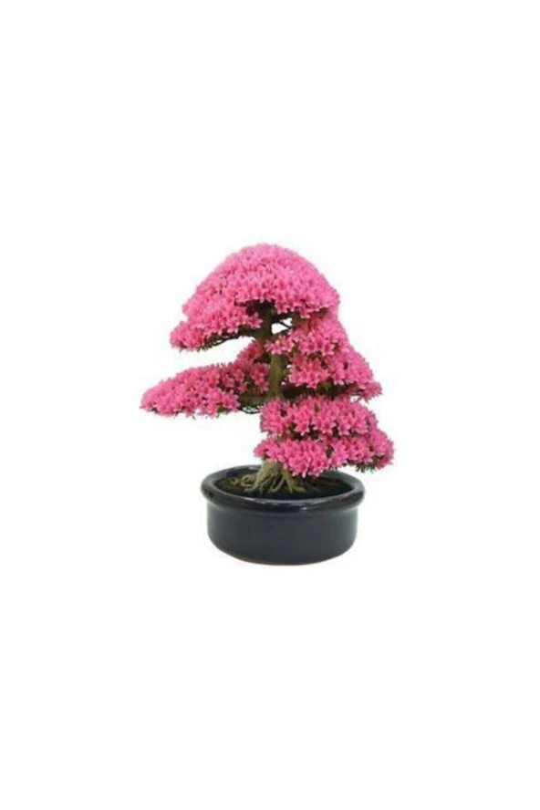 5 Adet Tohum Bodur Pembe Erguvan Bonsai Ağac ürün görseli 1