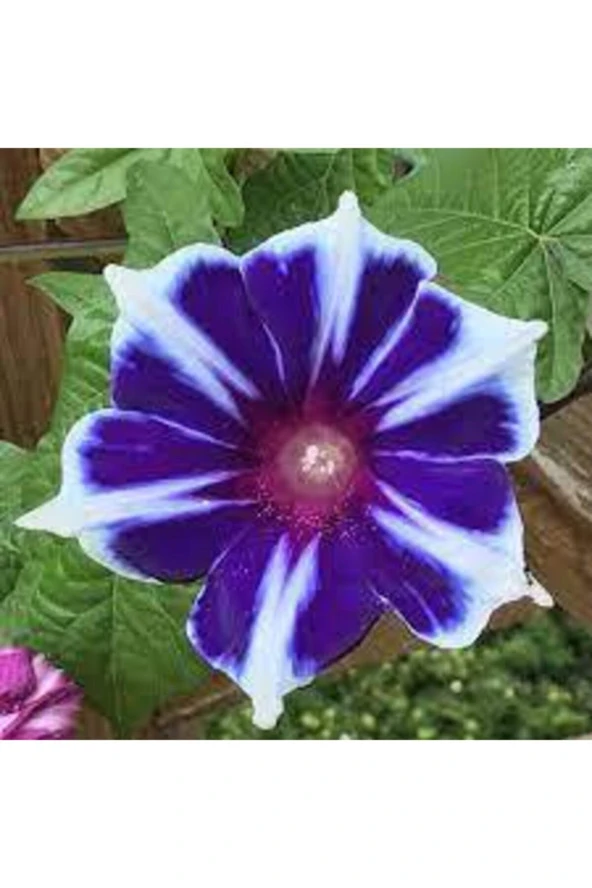 10 Adet Tohum Nadir Bulunan Ipomea Purpurea Çiçeği Tohumu ürün görseli 1